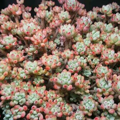 「爱丽儿 凌雪 林依晨」韩国进口多肉植物 贵货