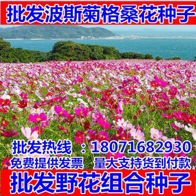 花卉种子波斯菊种子 高杆矮杆波斯菊种子野花组合 格桑花种子混色