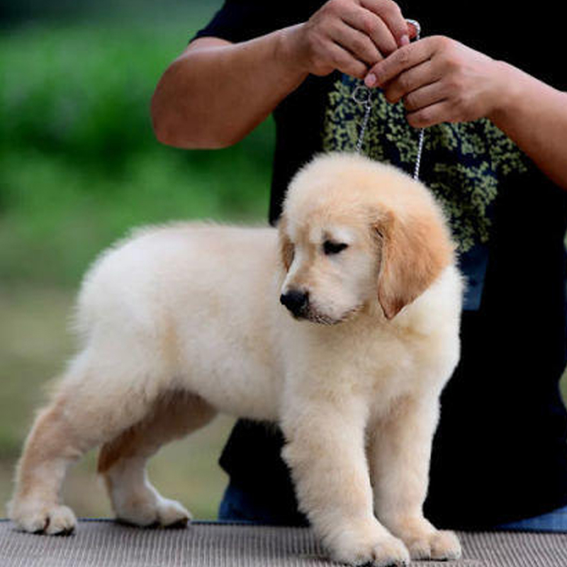 纯种活体金毛犬幼犬宠物狗赛级金毛巡回猎犬导盲犬犬金毛犬