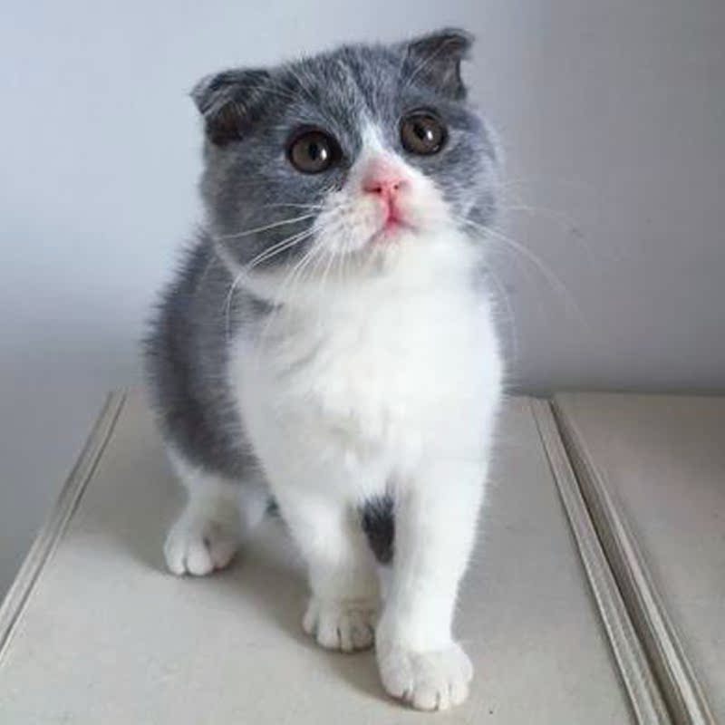 纯种活体苏格兰折耳猫 折耳猫宠物猫 纯种 蓝猫 宠物