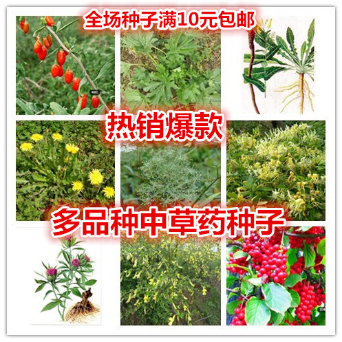 南沙参益母草黄芪枸杞板蓝根柴胡蒲公英射干当归白术黄芪红花种子