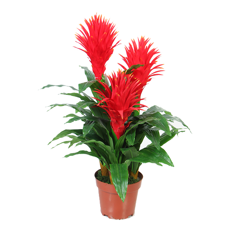 正品[鸿运当头盆栽]盆栽鸿运当头怎么养评测 鸿