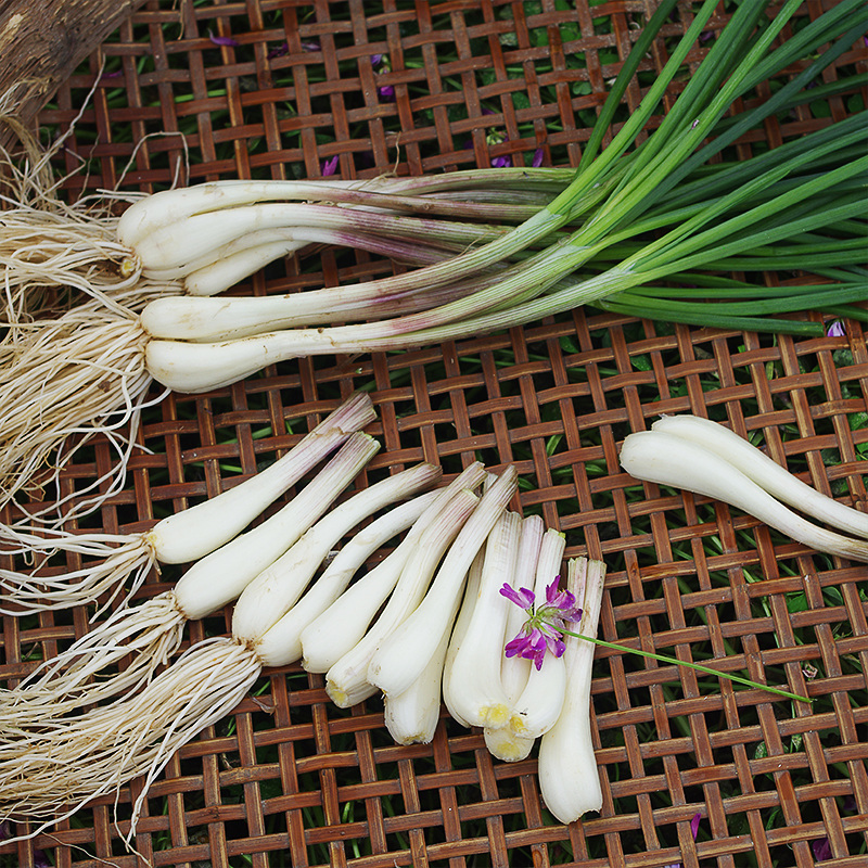 1500g新鲜野葱野蒜野生蒜藠头新荞头野小蒜野菜薤白农家蔬菜包邮