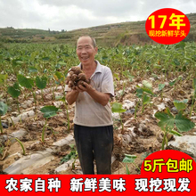 新鲜芋头山东农家毛芋头2017年现挖现发软糯小芋艿山东特产5斤装