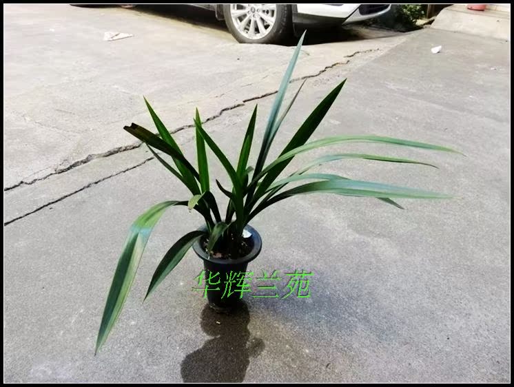 【华辉兰苑】实物兰花墨兰精品-好型黑花(此盆6苗带1花苞)