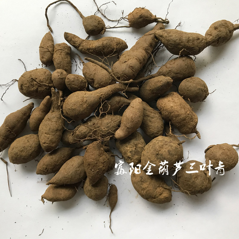 浙江金葫芦野生三叶青新鲜块茎中药材金线吊葫芦石猴子丝线吊金钟