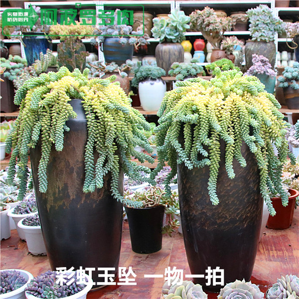 【精品多肉一物一拍】多肉植物彩虹玉坠新玉缀肉肉植物阿波罗多肉