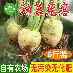 山东新鲜生辣菜疙瘩芥菜头大头菜咸菜农家蔬菜现挖现发5斤装