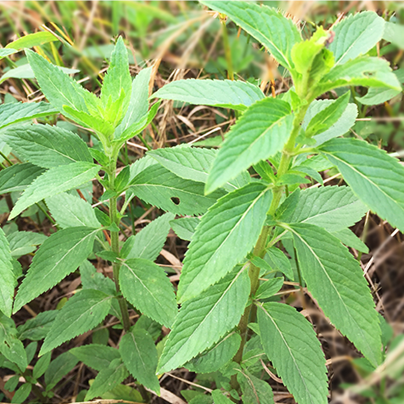 大山野生薄荷新鲜薄荷叶可食用泡水现采现卖香料泡酒500g 1斤包邮