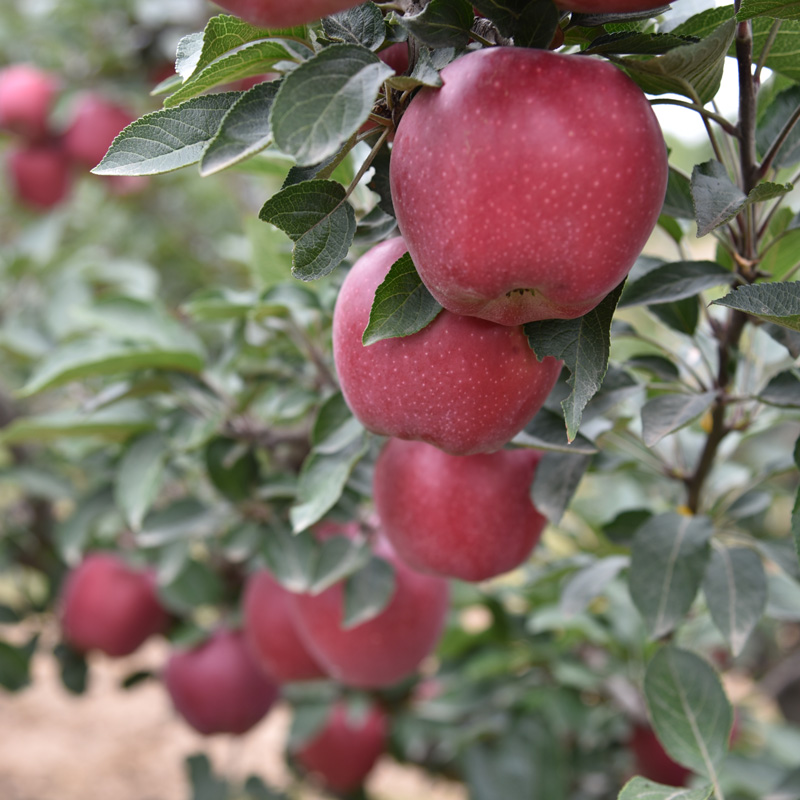 新鲜水果脆甜红苹果蛇果刮泥粉苹果面苹果礼县