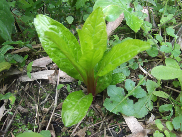 中草药 野生白根商陆苗 商陆根, 土冬瓜 地萝卜 现挖现发