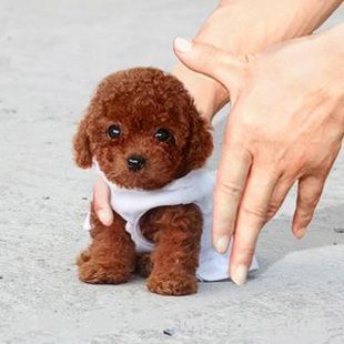 出售纯种泰迪幼犬 长不大的茶杯玩具泰迪犬 迷你型宠物泰迪狗狗