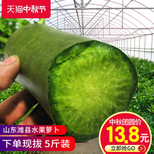 山东潍坊萝卜5斤现拔潍县萝潍坊青萝卜水果萝卜 中秋活动价