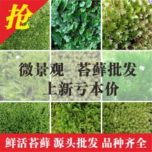 微景观苔藓小白发藓星星藓翡萃莲花藓大羽藓凤尾藓大灰藓仙鹤藓