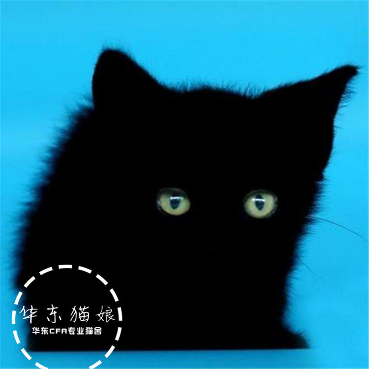 孟买猫活体出售纯种孟买猫孟买小黑豹招财猫黑猫家养宠物猫
