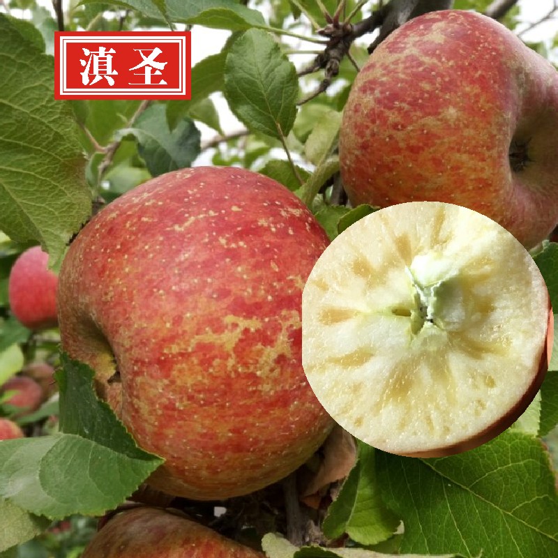 现摘云南丽江苹果新鲜冰糖心丑苹果时令红富士水果批发10斤包邮