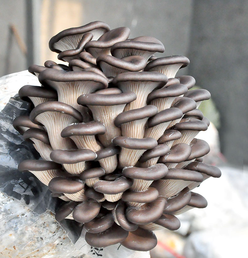 菇婆婆黑姬菇蘑菇种植菌包平菇食用菌种家庭阳台种蘑菇家庭园艺
