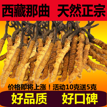 3条1克西藏那曲正品 冬虫夏草 野生正宗虫草礼盒装 药监质检