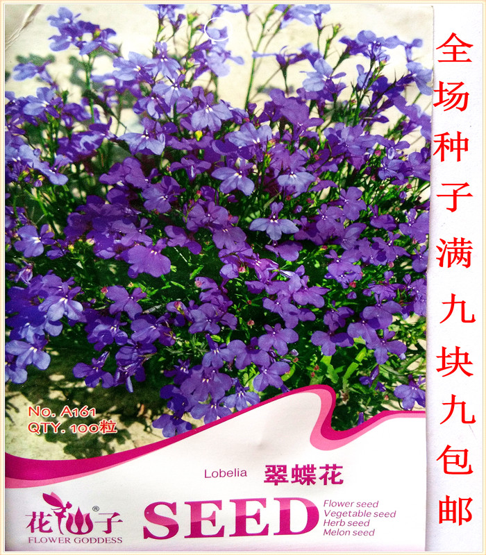六倍利花种子 盆栽垂吊半边莲 翠蝶花种子蓝色 阳台吊兰花籽