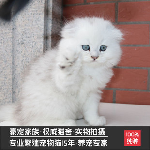 纯种金吉拉家养小型长毛猫咪宠物幼猫活体纯白色苏格兰折耳繁殖公