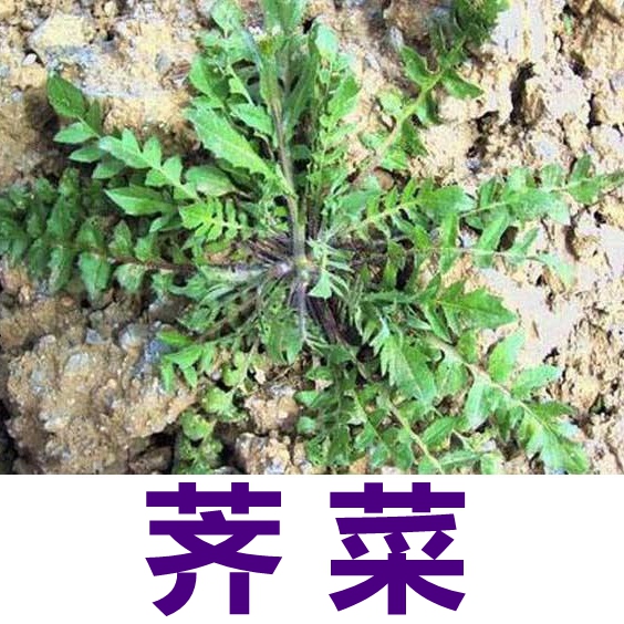 东北山野菜种子 中老年保健营养特菜 药用养生野生蔬菜籽盆栽食疗