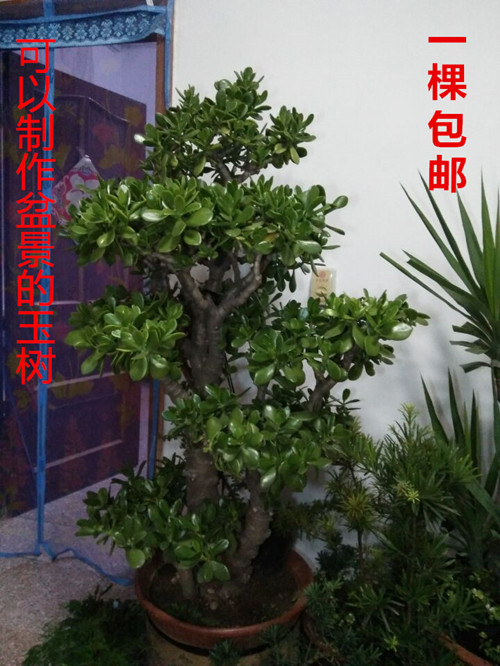 玉树盆栽苗 多肉植物燕子掌 客厅绿植花卉金枝玉叶大玉树盆景