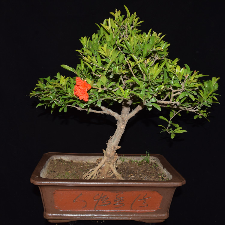 庭院石榴盆栽 独特造型 牡丹花石榴盆景 精品小桩多子