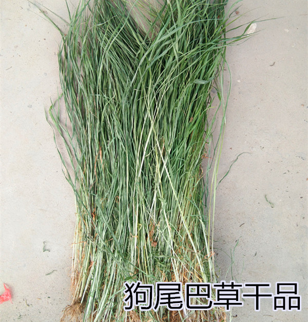 新鲜狗尾巴干品草明目狗尾草草药谷莠子绿狗尾草药材晒干