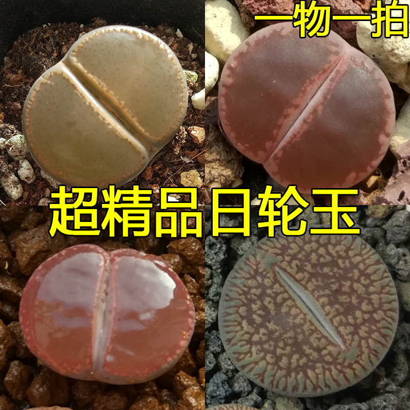 dyy生石花 超精品日轮玉 全窗大窗流水日轮玉 黄 酒红 橙色石头花