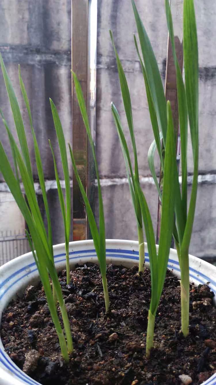 大蒜种子 红皮大蒜种子 大蒜头蒜苗 紫皮香蒜种子 秋冬播蔬菜种子_双
