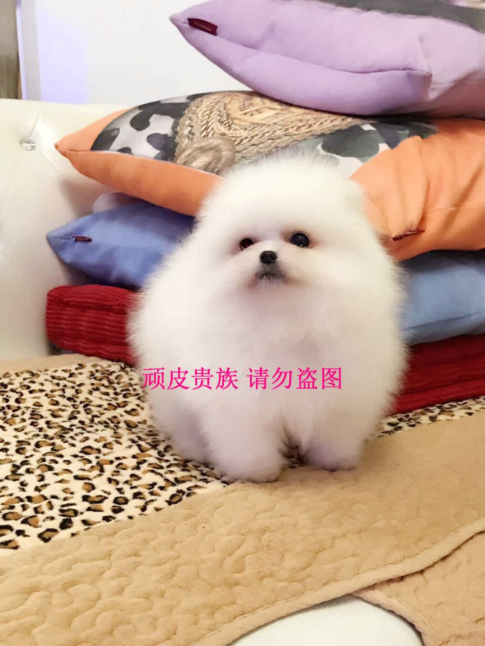 韩系方体茶杯俊介博美犬 纯种小体博美 哈多利球体博美幼犬