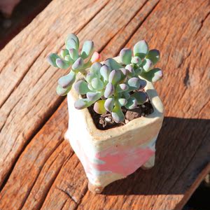 漫画汤姆 多肉植物组合花卉盆栽办公室室内迷