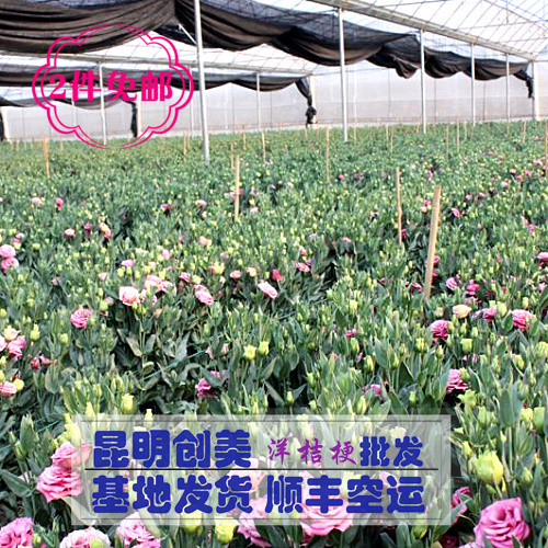 直营云南昆明鲜花基地自产自销洋桔梗玫瑰鲜花花材速递家庭插花