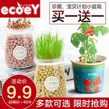 盆景小盆栽水培植物负离子植栽罐装 植物双子座创意迷你植物 ECOEY