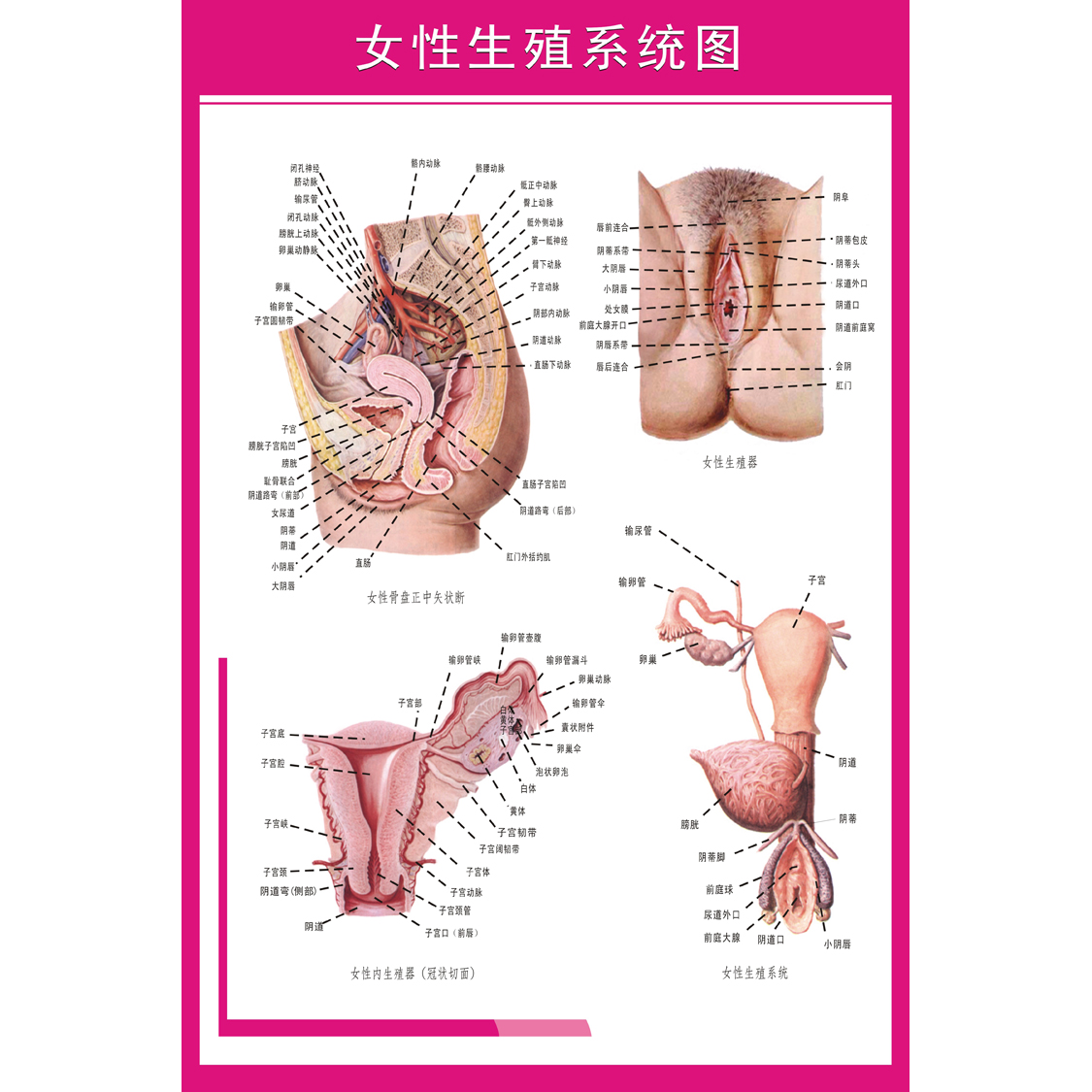 女性生殖器解剖图 医院宣传海报挂图 妇科知识海报宫颈疾病示意图