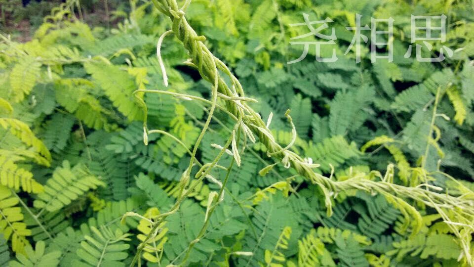 绿茶 相思茶 灵山特产 2016尧家相思茶 广西文笔山相思藤茶 甜茶