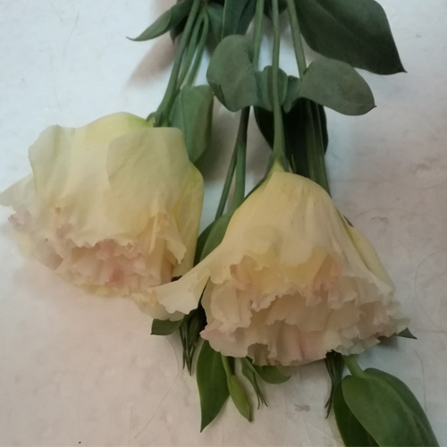 家庭办公室鲜花单只龙胆自选北京鲜花速递(同城)周期购北京实体店