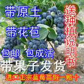 蓝莓树苗蓝莓盆栽苗蓝莓结果苗南方北方品种 原土发货蓝莓苗 包邮
