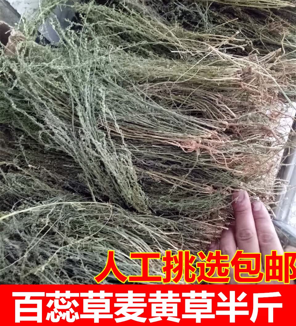 老田特产百蕊草 青龙草 百乳草小草细须草 麦黄草 野生250克包邮