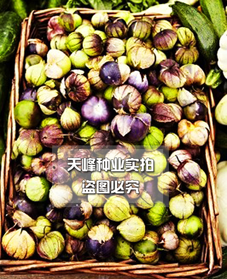 紫菇娘大鼻子菇娘紫果大果酸浆通肯酸浆姑娘果种子灯笼果水果盆栽