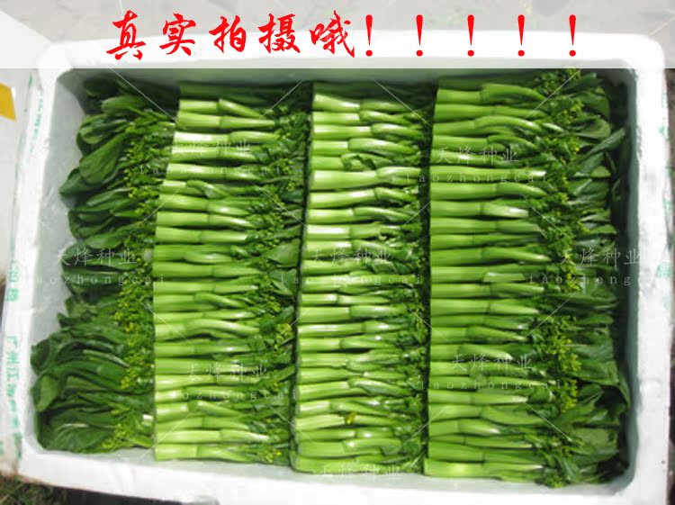 甜菜心种子四季迟花菜薹菜苔菜芯四九广东柳叶粗条夏季抗热蔬菜_双氙