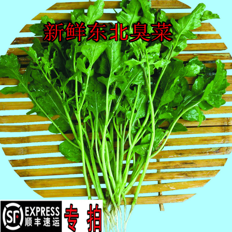 正宗东北蘸酱小菜新鲜臭菜农家自种有机新鲜蔬菜大叶臭菜一份包邮