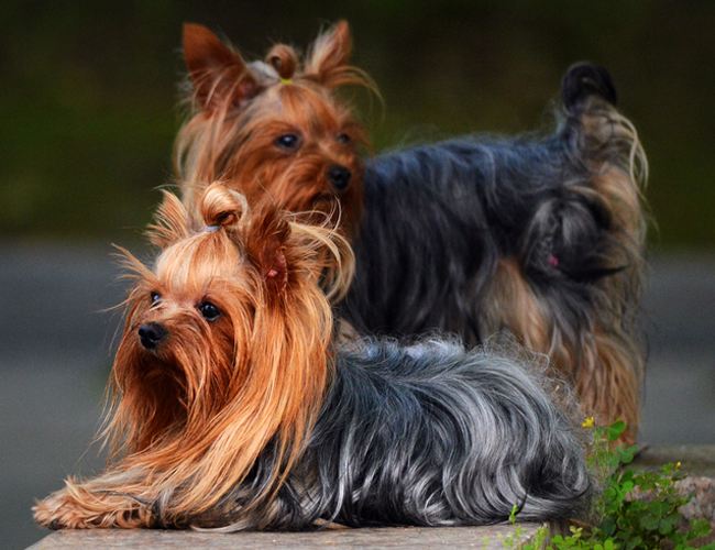 澳大利亚丝毛梗宠物犬 纯种幼犬出售 带血统证书