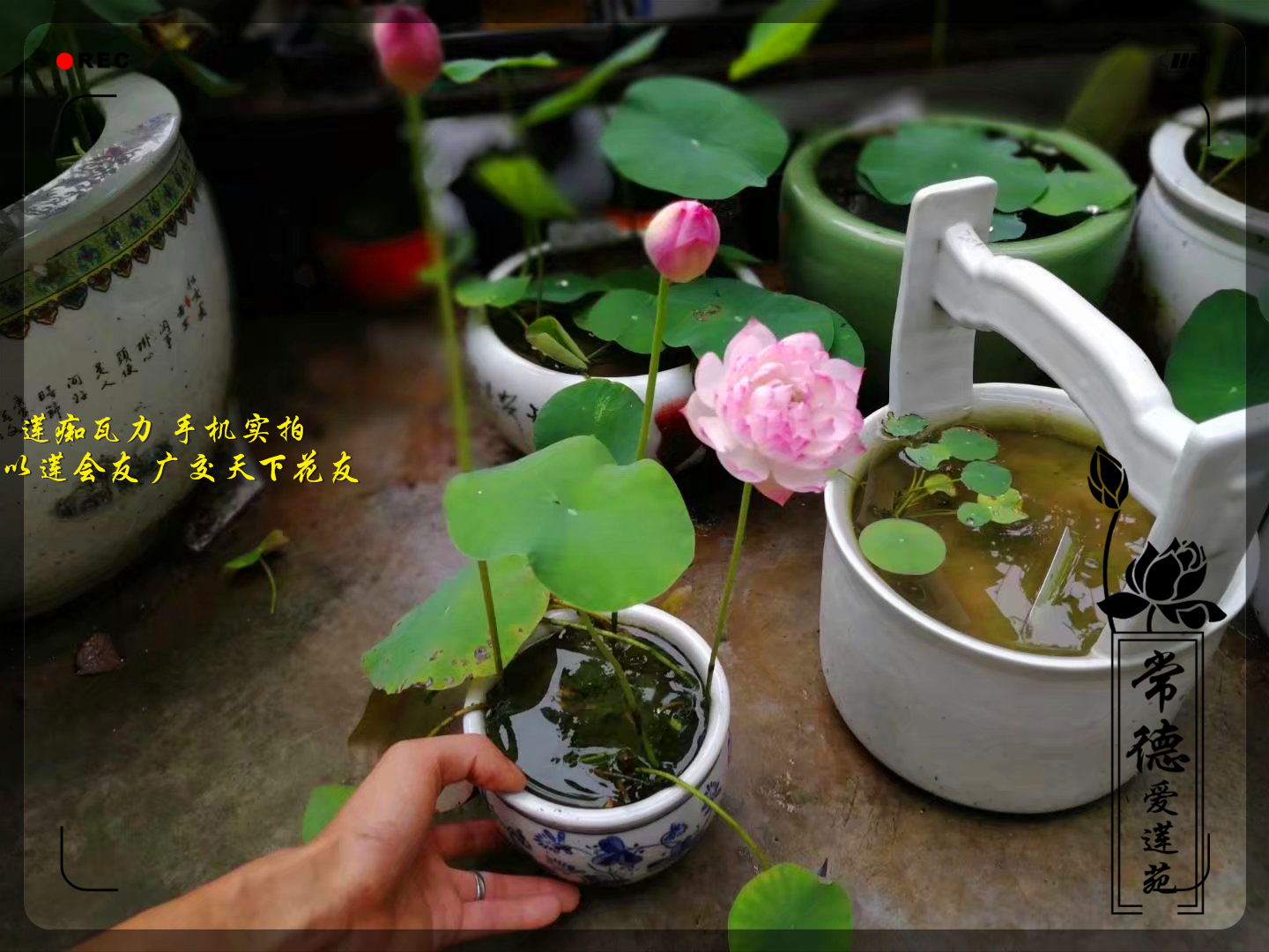 【常德爱莲苑】碗莲盆栽荷花(新云锦)中大型种藕2018年预售