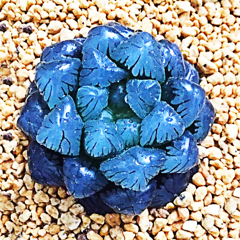 多肉植物樱水晶ob玉露姬玉露十二卷肉肉植物室内花盆批发组合盆栽