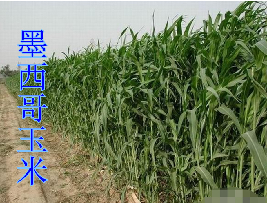 墨西哥玉米草阔叶优12玉米草种子产量高适口好耐旱耐贫瘠牧草种子