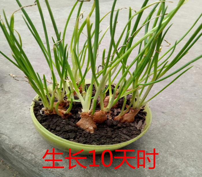 香葱头种子葱根种子葱苗红火葱种子 四季小葱种子1份包邮