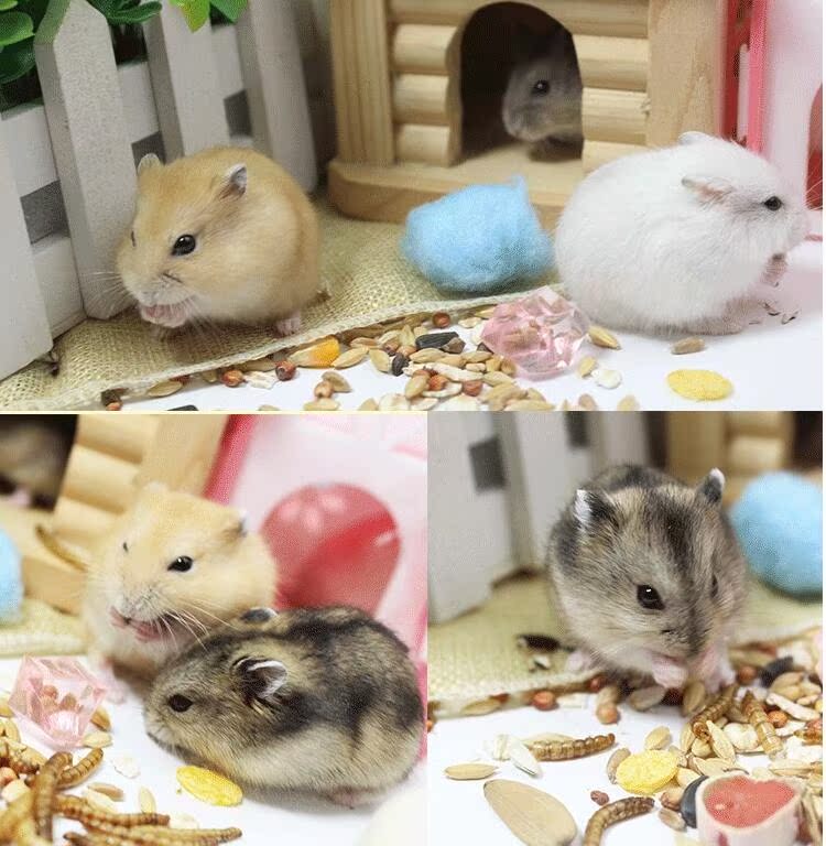 仓鼠盒,仓鼠盒图片,价格,介绍和评价_第6页_快乐湖南