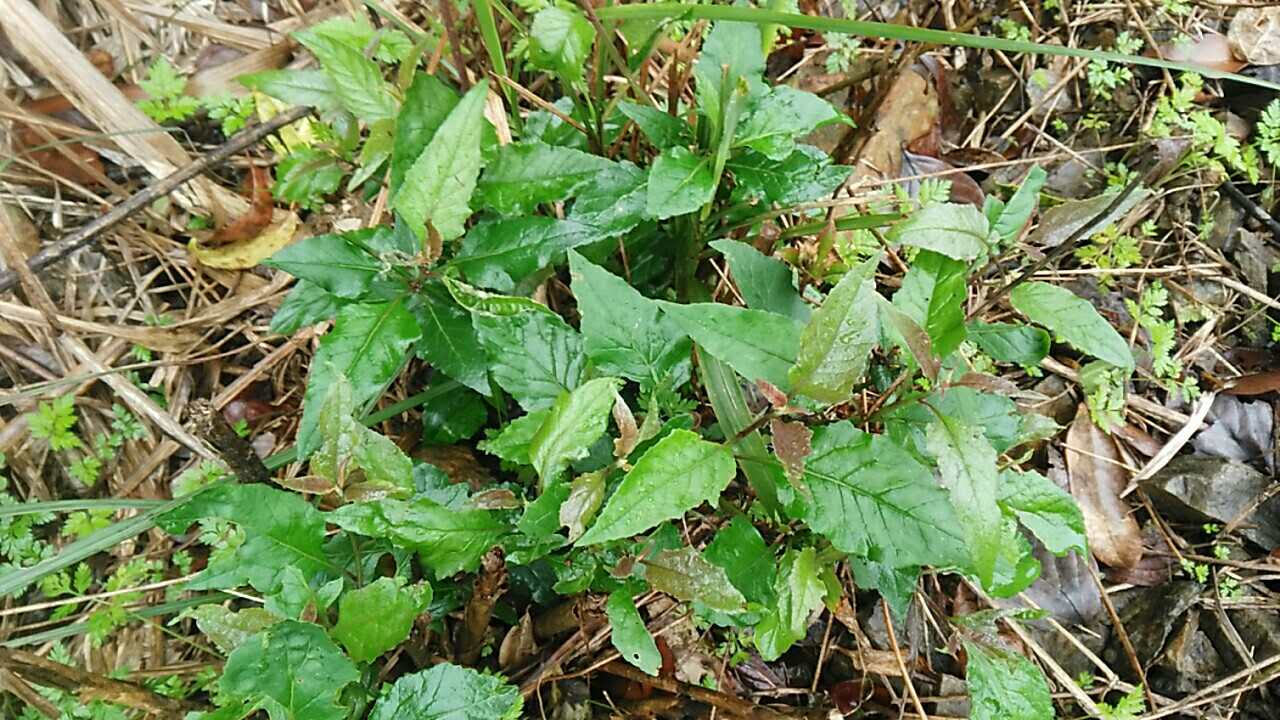 新鲜野生草药千里光九里明蔓黄菀箭草青龙梗木莲草野菊花天青红苗