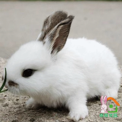 重庆宠物兔宝宝熊猫公主兔小花兔黄兔黑兔麻兔小白兔活体包活包邮